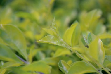 Güneş ışığı yaprakları yaprak yeşil arka plan deseni, gönderilir