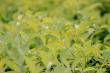 Güneş ışığı yaprakları yaprak yeşil arka plan deseni, gönderilir