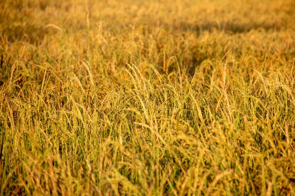 Ρύζι Στο Πεδίο Είναι Ώριμα Χρυσό — Φωτογραφία Αρχείου