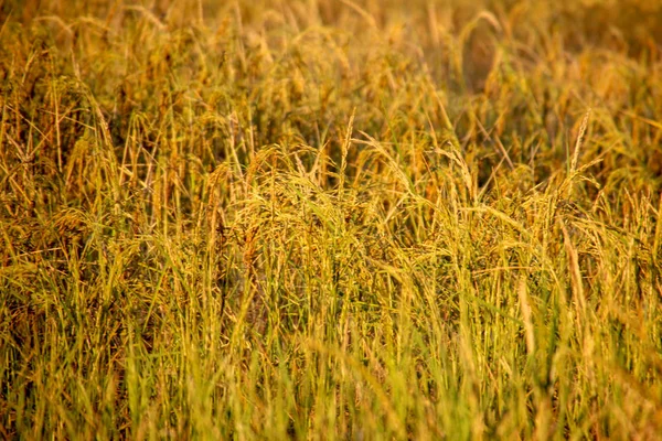 Ryż Polu Jest Dojrzałe Złoto — Zdjęcie stockowe