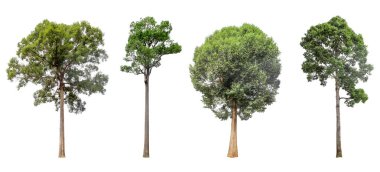 Beyaz bir arka plan üzerinde izole ağaçlar dört topluluğu. Güzel ağaç dekorasyon, dekorasyon ve yazdırma için uygundur