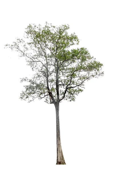 Συλλογή Των Μεμονωμένων Δένδρων Λευκό Φόντο Όμορφο Δέντρο Είναι Κατάλληλο — Φωτογραφία Αρχείου