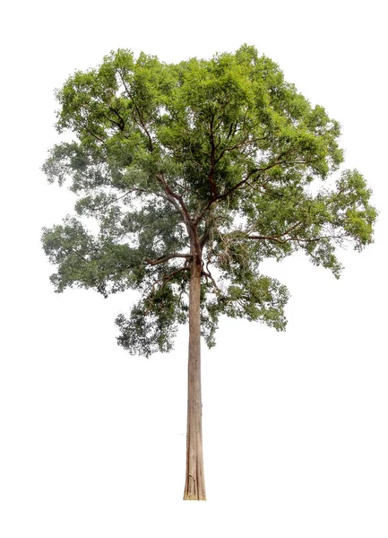 Beyaz bir arka plan üzerinde izole ağaçlar topluluğu. Güzel ağaç dekorasyon, dekorasyon ve yazdırma için uygundur