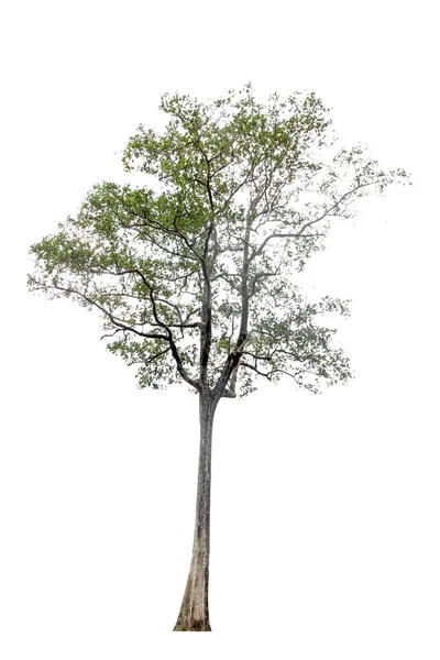 Sammlung Isolierter Bäume Auf Weißem Hintergrund Schöner Baum Geeignet Für — Stockfoto