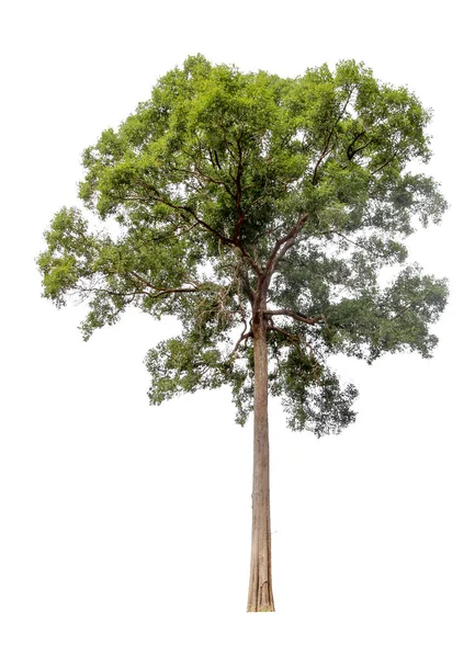 Коллекция Изолированных Деревьев Белом Фоне Красивая Елка Подходит Украшения Декорирования — стоковое фото