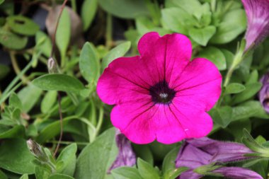 Ruellia clandestina çiçek bahçesinde