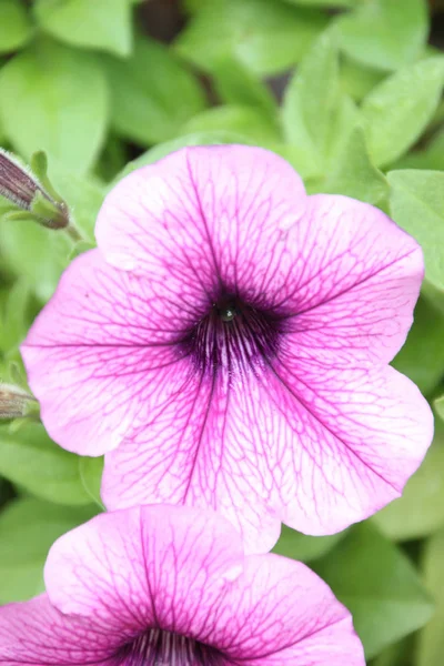 Ruellia Clandestina Flower Garden — Stock Photo, Image