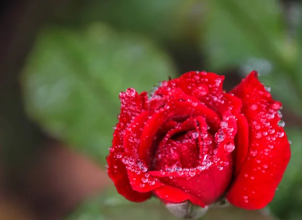 Красная Роза Имеет Воду Острове Цветы Размыты — стоковое фото
