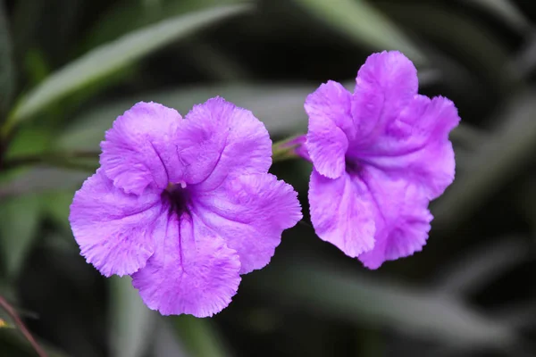 Ruellia Tuberosa Una Pequeña Planta Bienal Anual Familia Acanthaceae Raíz — Foto de Stock