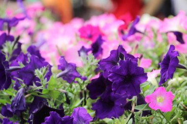 Ruellia clandestina çiçek bahçesinde