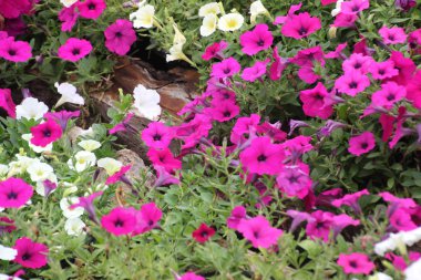 Ruellia clandestina çiçek bahçesinde