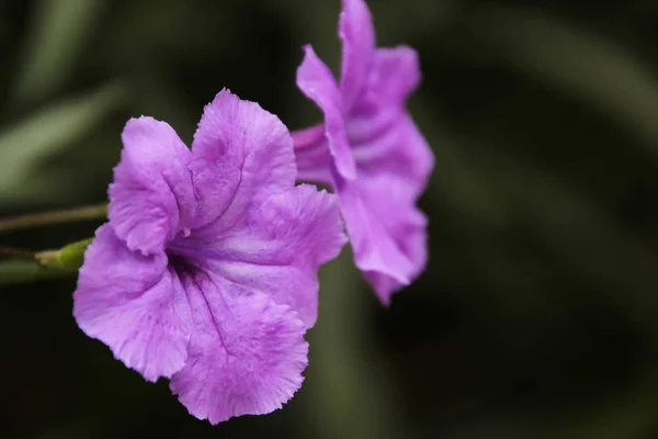 Ruellia Tuberosa Una Pequeña Planta Bienal Anual Familia Acanthaceae Raíz — Foto de Stock