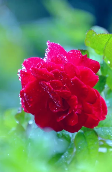 赤いバラは 花がぼやけている島の水 — ストック写真