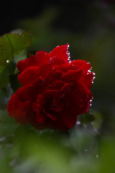 Red Rose Has Water Island Flowers Blurred — Stock Photo, Image