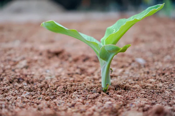 Kleine Bananenboom Dat Werd Geboren — Stockfoto