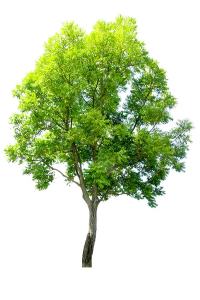 Árboles sobre un fondo blanco. Hermoso árbol Es adecuado para u — Foto de Stock