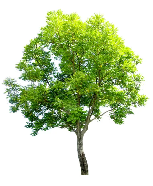 흰색 배경에 나무입니다. 그것은 당신을 위해 적합 한 아름 다운 나무 — 스톡 사진