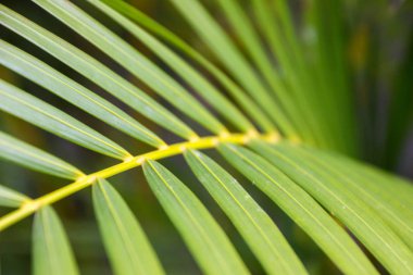 Tropik palmiye yaprakları arka plan.