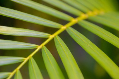 Tropik palmiye yaprakları arka plan.