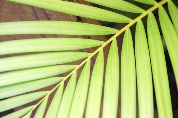 Тропические пальмовые листья. — стоковое фото