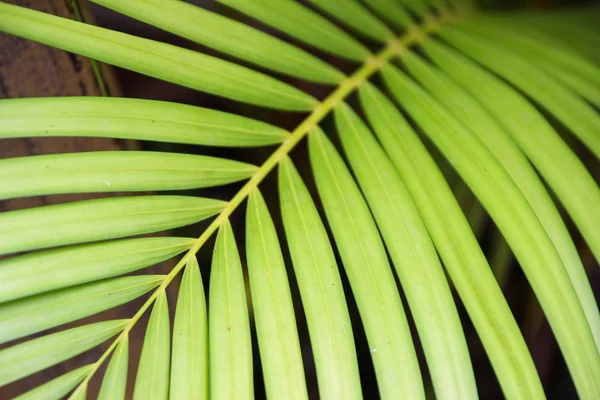 Фон листя тропічної долоні . — стокове фото