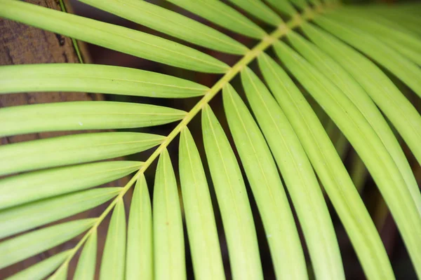 Tropical palma folhas fundo. — Fotografia de Stock