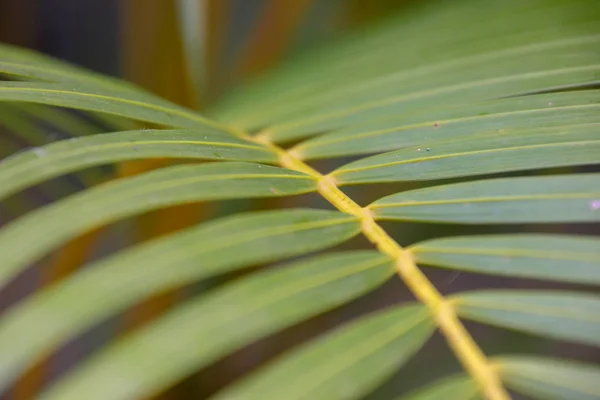 Trópusi pálmalevél háttér. — Stock Fotó