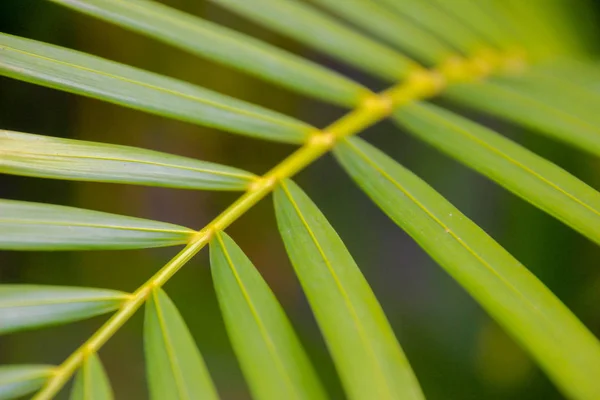 Fondo de hojas de palma tropical. —  Fotos de Stock