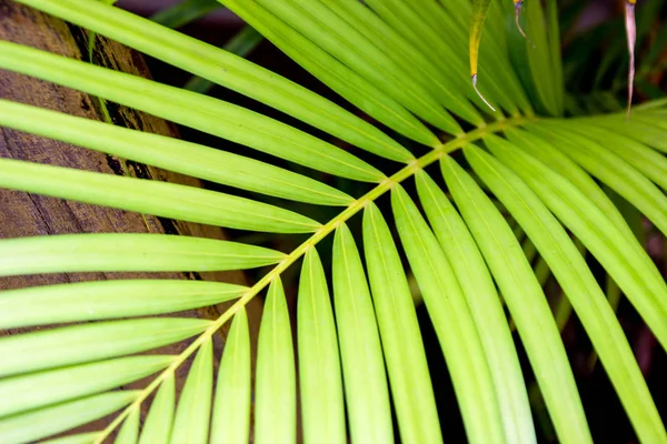 Tropiska palmblad bakgrund. — Stockfoto