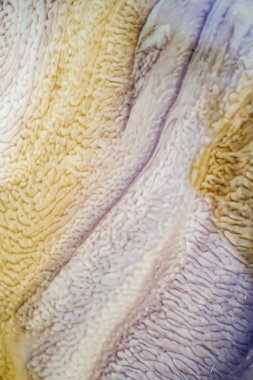 Değiştirilebilir ve su ile karışık motor yağı oluşturur olmak