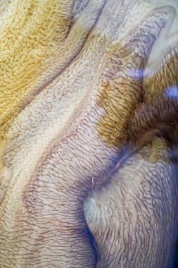 Değiştirilebilir ve su ile karışık motor yağı oluşturur olmak