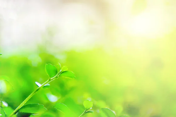 Arka plan olarak kullanarak kopyalama alanı ile backgruund bulanıklık, Yeşil doğa