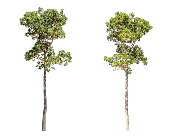 Insamling av isolerade träd på en vit bakgrund. Vackra tr — Stockfoto