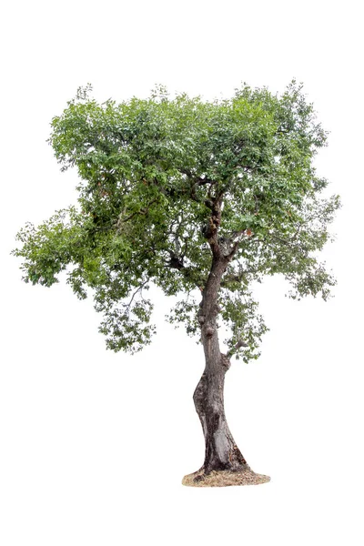 Beyaz bir arka plan üzerinde izole ağaçların toplanması. Güzel tr