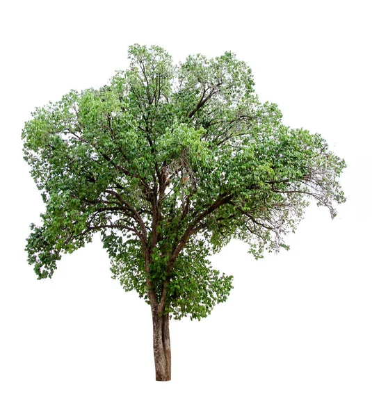 흰색 배경에 고립 된 나무의 컬렉션입니다. 아름다운 tr — 스톡 사진