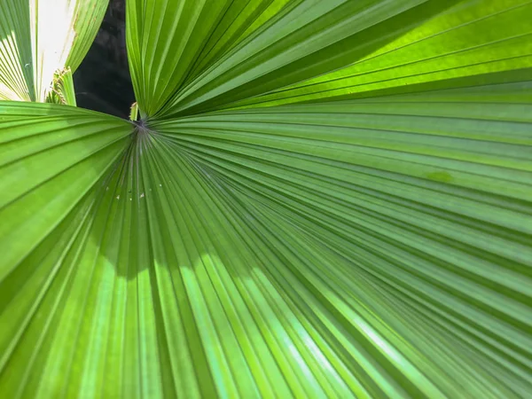 O padrão natural de folhas verdes é folhas de palma . — Fotografia de Stock