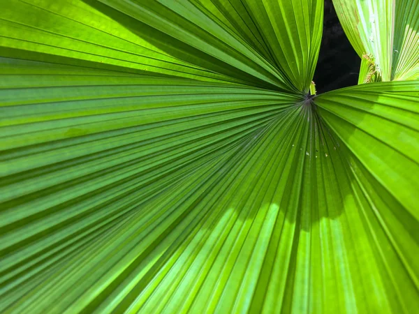 Det naturliga mönstret av gröna blad är palmblad. — Stockfoto