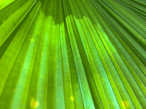 A zöld levelek természetes mintázatának pálmalevél. — Stock Fotó