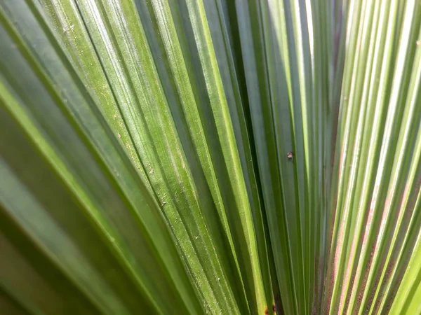 El patrón natural de las hojas verdes son las hojas de palma . — Foto de Stock