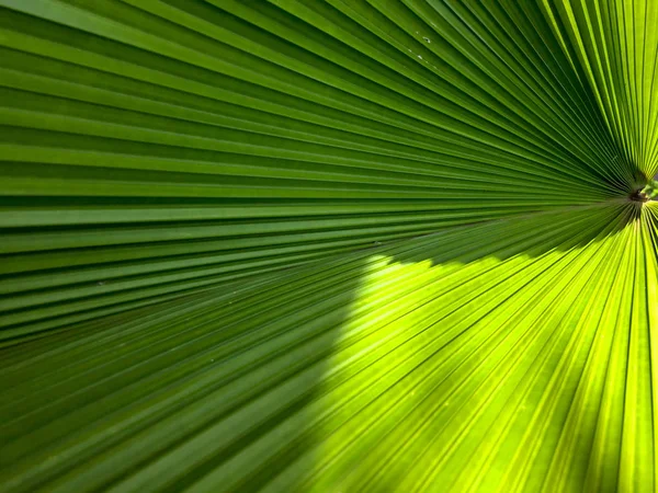 Det naturliga mönstret av gröna blad är palmblad. — Stockfoto