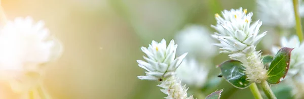 Doğal afiş, çayırda beyaz çiçekler