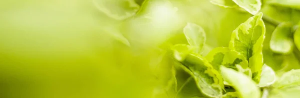Naturalny sztandar, zielone liście w ogrodzie — Zdjęcie stockowe