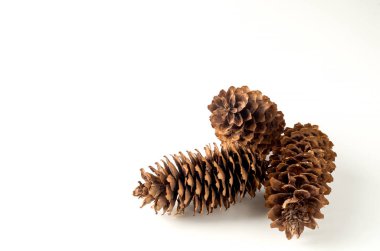 beyaz arka plan Noel dekorasyon çam kozalağı