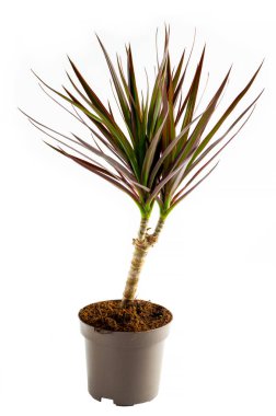 Dracaena plant in front on white background clipart