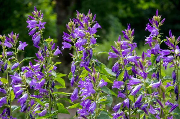Цветущие голубые цветы на поле крупным планом — стоковое фото
