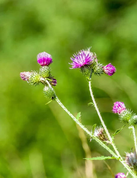 Bulanık yeşil doğal arka plan üzerinde melankoli devedikeni veya Cirsium helenioides parlak pembe çiçek. Seçici odaklama