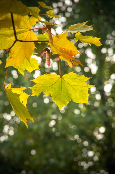 Желтый и зеленый кленовый лист на ветке — стоковое фото