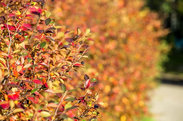 Çalı, genç kırmızı-sarı yaprakları yakın çekim ile bitki.