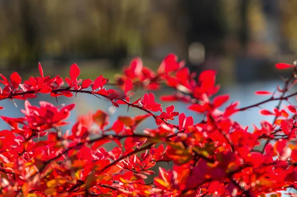 Euonymus alatus красный лист красивый осенний кустарник — стоковое фото