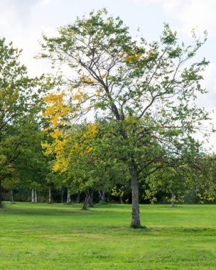 Şehir parkında sarı yapraklı ağaç